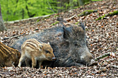 Wild boar, brook with piglets (Sus scrofa), Bavarian Forest, Germany
