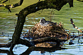 Bläßhuhn auf dem Nest (Fulica atra), Bayern, Deutschland