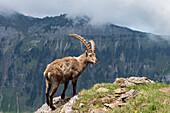 Ibex changing its coat (Capra ibex), Bernese Oberland, Switzerland, Alps, Europe