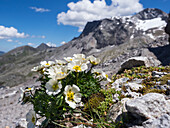 Glacier buttercup (Ranunculus glacialis), Hintertux, Alps, Austria