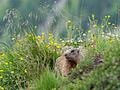 Murmeltier, Alpenmurmeltier (Marmota marmota), Alpen, Österreich