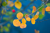 Espenlaub in Herbstfärbung, Zitterpappel (Populus tremula), Bayern, Deutschland