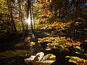 Herbststimmung in Parklandschaft, Buchenwald (Fagus sylvatica), Oberbayern, Deutschland, Europa