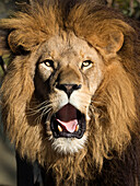 African lion, male (Panthera leo), zoo