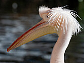 Great white pelican (Pelecanus onocrotalus), Zoo