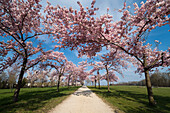 Parkland, path lined with ornamental cherries (Prunus sp.), Laupheim, Germany