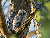 Young long-eared owl, Asio otus, Bavaria, Germany