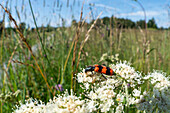 Bienenkäfer (Trichodes apiarius), Oberbayern, Deutschland, Europa