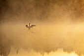 Mute swan in morning mist, Cygnus olor, Upper Bavaria, Germany