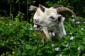 Goat munches on wildflowers in the interior of the island, Saint David, Grenada, Caribbean