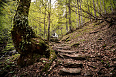 Treppe zum Wasserfall im Urwaldgebiet 'Höllbachgspreng' beim Großen Falkenstein, Nationalpark Bayerischer Wald, Landkreis Regen, Niederbayern, Bayern, Deutschland