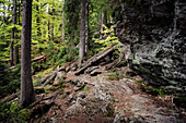 Urwaldgebiet 'Höllbachgspreng' beim Großen Falkenstein, Nationalpark Bayerischer Wald, Landkreis Regen, Niederbayern, Bayern, Deutschland