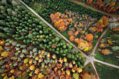 Herbstlicher Wald aus der Vogelperspektive, Salem, am Bodensee, Baden-Württemberg, Deutschland