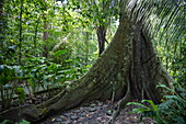 Huge banyan tree in rainforest in Carara National Park, near Tarcoles, Puntarenas, Costa Rica, Central America