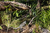Spinytail Iguana (Ctenosaura) on tree stump at Curú Wildlife Refuge, Curu, near Tambor, Nicoya Peninsula, Puntarenas, Costa Rica, Central America