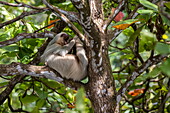 Ein Faultier gähnt nach dem Aufwachen aus seinem Nickerchen auf einem Baum, Quepos, Puntarenas, Costa Rica, Mittelamerika