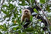 Panamanian white-faced capuchin monkey (Cebus iitator) perched on tree along mangroves on the Rio Cotos River, near Quepos, Puntarenas, Costa Rica, Central America