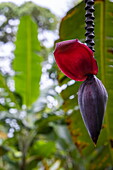 Blüte einer Bananenpflanze am Bahia Drake Wanderpfad, Drake Bay, Puntarenas, Costa Rica, Mittelamerika