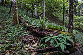 Rainforest at the Bahia Drake Hiking Trail, Drake Bay, Puntarenas, Costa Rica, Central America
