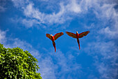 Two macaw parrots (Ara macao) in flight, Golfito, Puntarenas, Costa Rica