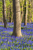 Bluebells in the forest near Hückelhoven, North Rhine-Westphalia, Germany