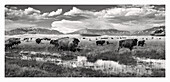 USA, Colorado Landscape with Bison walking on Grassland