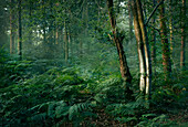 Silberne Birken im Wald, England