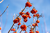 Rowanberry, Sorbus aucuparia, berries in winter