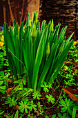 Yellow daffodils (Narcissus pseudonarcissus) just before they start to bloom, Jena, Thuringia, Germany
