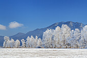 Winter landscape with hoarfrost in the Kochelseemoos near Schlehdorf, Upper Bavaria, Bavaria, Germany