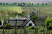 Traditional thatched cottage in the vineyards near Aszofö village on Lake Balaton, Veszprém county, Hungary