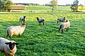 Racka sheep on a meadow near Unterschwillach in Erdinger Land, Upper Bavaria, Germany