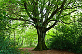 Old (circa 220 yrs) beech tree in the forest of St Sauveur le Vicomte on the Cotentin Peninsula, Normandy