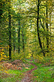 Lonely path through Cerisy forest in autumn time