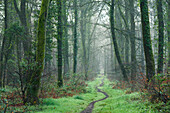 Path through the forest of Cerisy in early spring. Calvados, Normandy