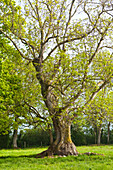 Old ash tree in spring, Calvados, Normandy