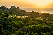 Granitfelsen, l'Ermitage de la Trinité, Bonifacio, Südküste, Département Corse-du-Sud, Mittelmeer, Korsika, Frankreich