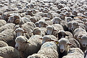 Flock of sheep being driven, Saint-Paul-de-Ubaye, Alpes-de-Haute-Provence, Provence-Alpes-Côte d&#39;Azur, France