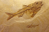 Fossilization of a prehistoric fish, Musée de Paléontologie et d&#39;Archéologie, Vacheres, Alpes-de-Haute-Provence, Provence-Alpes-Côte d&#39;Azur, France