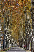 Autumnal avenue of plane trees in Cereste, Alpes-de-Haute-Provence, Provence-Alpes-Côte d&#39;Azur, France