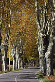 Autumnal avenue of plane trees in Cereste, Alpes-de-Haute-Provence, Provence-Alpes-Côte d'Azur, France