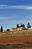 Landhaus mit Zypressen, Alpes-de-Haute-Provence, Provence-Alpes-Côte d'Azur, Frankreich