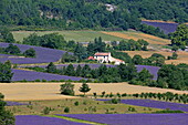 Lavendelfelder in Sault, Vaucluse, Provence-Alpes-Côte d'Azur, Frankreich