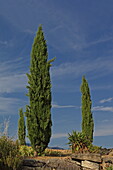Garden scene with Mont Ventoux, Crillon-le-Brave, Vaucluse, Provence-Alpes-Côte d'Azur, France