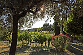 Garden Scene, Crillon-le-Brave, Vaucluse, Provence-Alpes-Côte d&#39;Azur, France