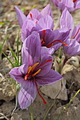 Saffron farm L&#39;or Rouge des 3 Rivieres, and Entrechaux Castle, Vaucluse, Provence-Alpes-Côte d&#39;Azur, France