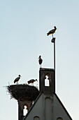 Silhouette of storks in a nest on church tower in the Franconian Lake District, Muhr am See, Franconia, Bavaria, Germany, Europe