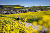 Cyclists on dirt road through fields of yellow blooming rape, Tauberbischofsheim, Baden-Wuerttemberg, Germany, Europe