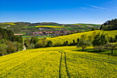 Luftaufnahme von gelb blühenden Rapsfeldern mit Traktorspuren, Tauberbischofsheim, Baden-Württemberg, Deutschland, Europa