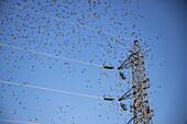 Hunderte von Vögeln fliegen in der Nähe von Stromleitungen, in der Nähe von Lyon, Rhône, Auvergne-Rhône-Alpes, Frankreich, Europa